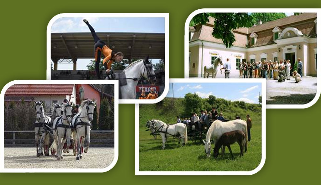 Csapatépítő program, osztálykirándulás, lovasbemutató, lovasszolgáltatás