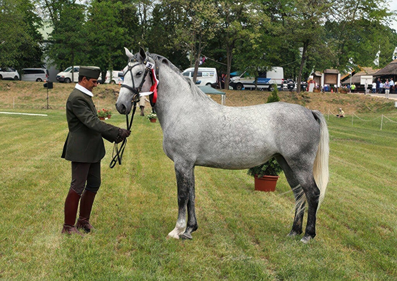 Lipizzaner Registered Mares - 2024