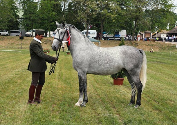 Lipizzaner Registered Mares - 2024