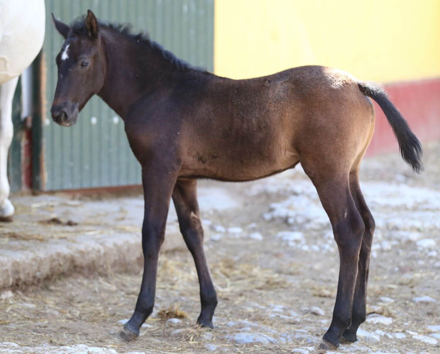 Fajtája/Breed: Lipicai Neme/Sex: kanca/mare Születési idő/Foal date: 2025.04.27. Színe/Color: pej/bay Bélyegzése (ny.h.)/Markings: Nyh.: b.o.: j.o.: Származása Apja/Sire: 6398 Tulipan VIII-27 (IX tm.) Anyja/Mother: 362 Conversano XXVIII-10 Tenyésztő/Breeder: Állami Ménesgazdság Szilvásvárad Tulajdonos/Owner: Állami Ménesgazdság Szilvásvárad Képzettség/Training level: