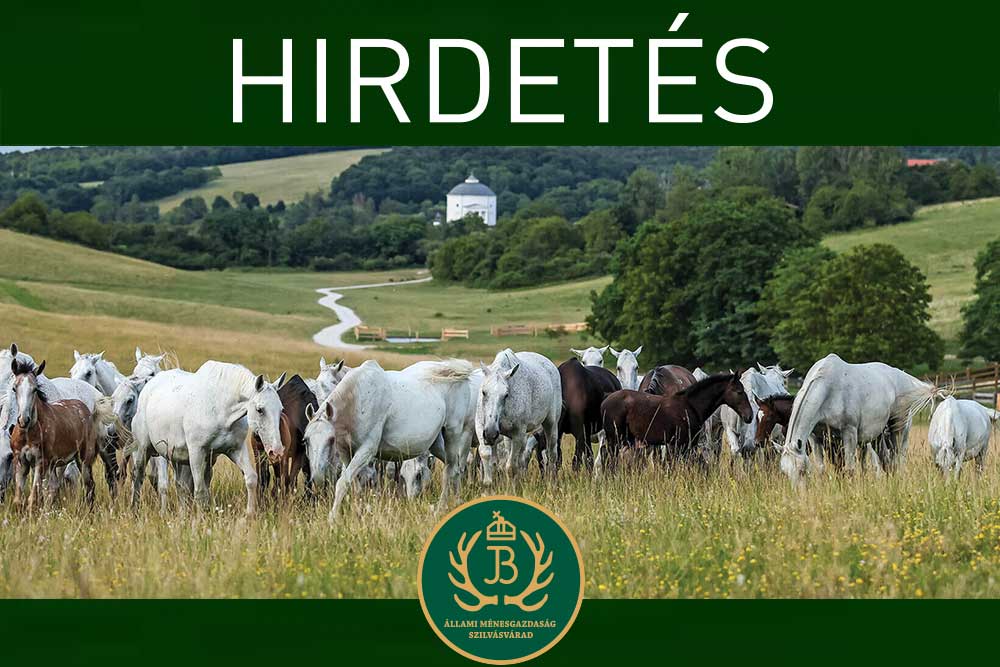 Ménesgazdaság csikós állás hirdetés