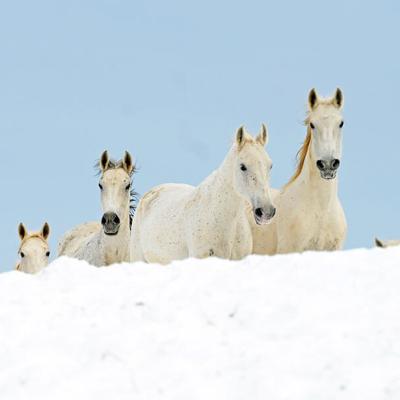 Menesgazdasag Teli Kepek 2026 4947