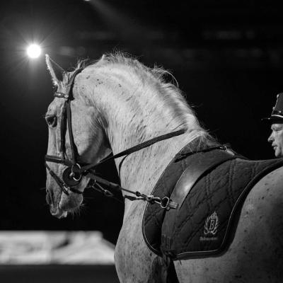 A lipizzaner illuminated by the lights of the show