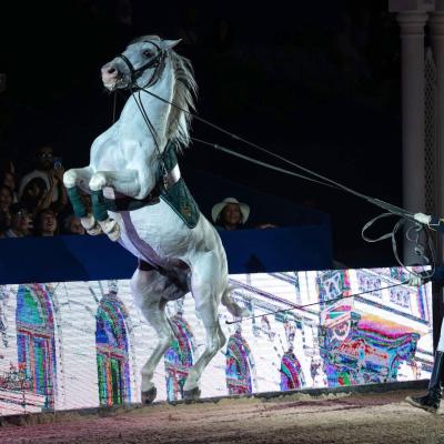 Lipizzaner airs above ground show in Rabat