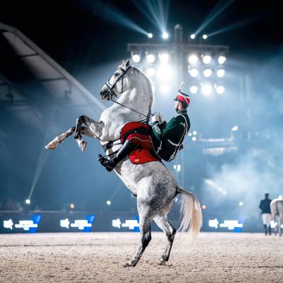 Lipizzaner in the limelight
