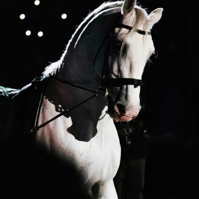 A lipizzaner illuminated by the lights of the show