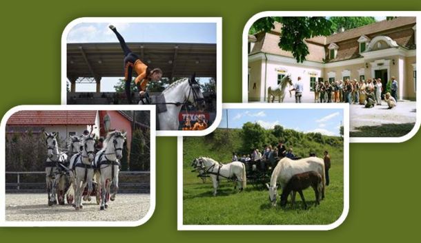 team-building program, class trip, equestrian show, equestrian services in a mosaic