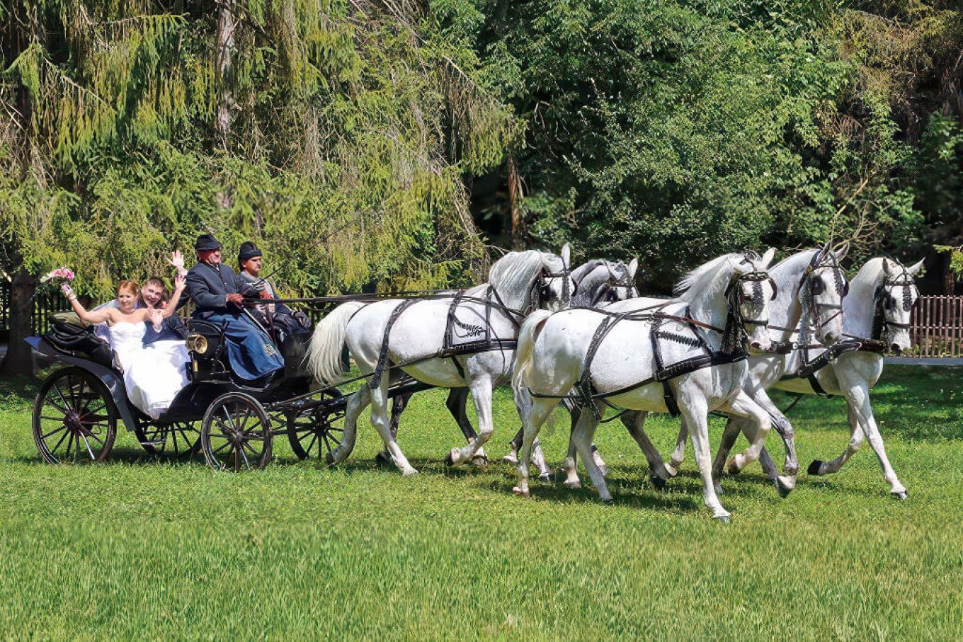 Wedding carriage with a team of four in Szilvásvárad with a young, happy couple