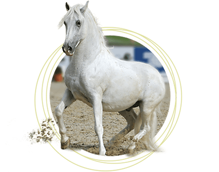 Lipizzaner horse