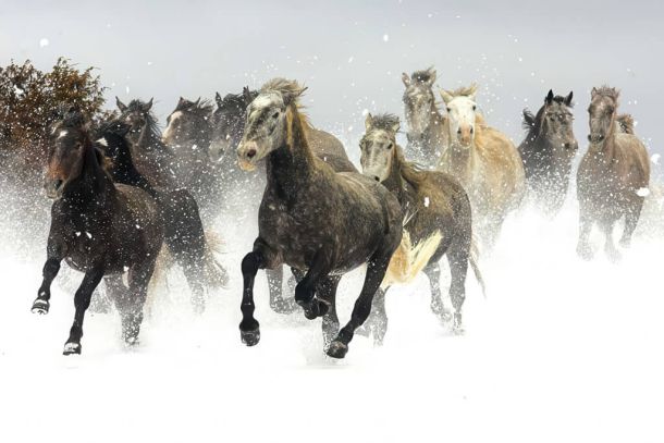 Lipizzaner horses galloping in the snow