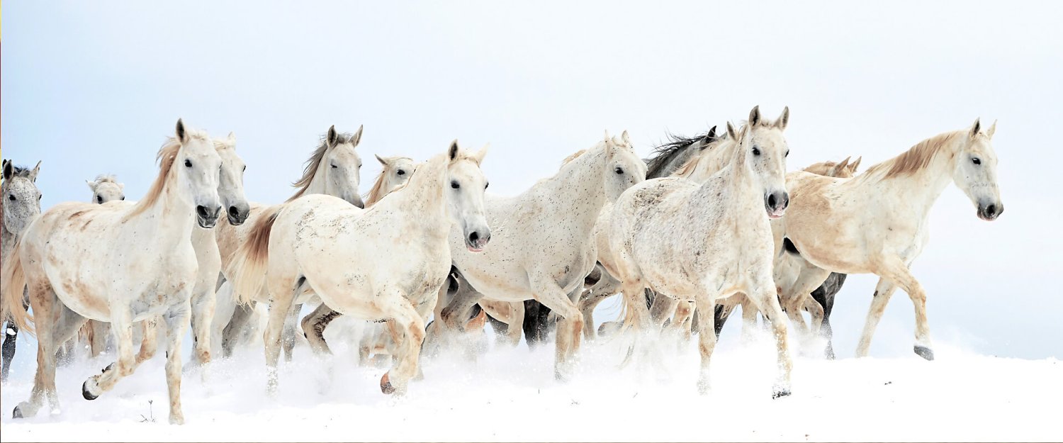 Broodmare herd on the pasture
