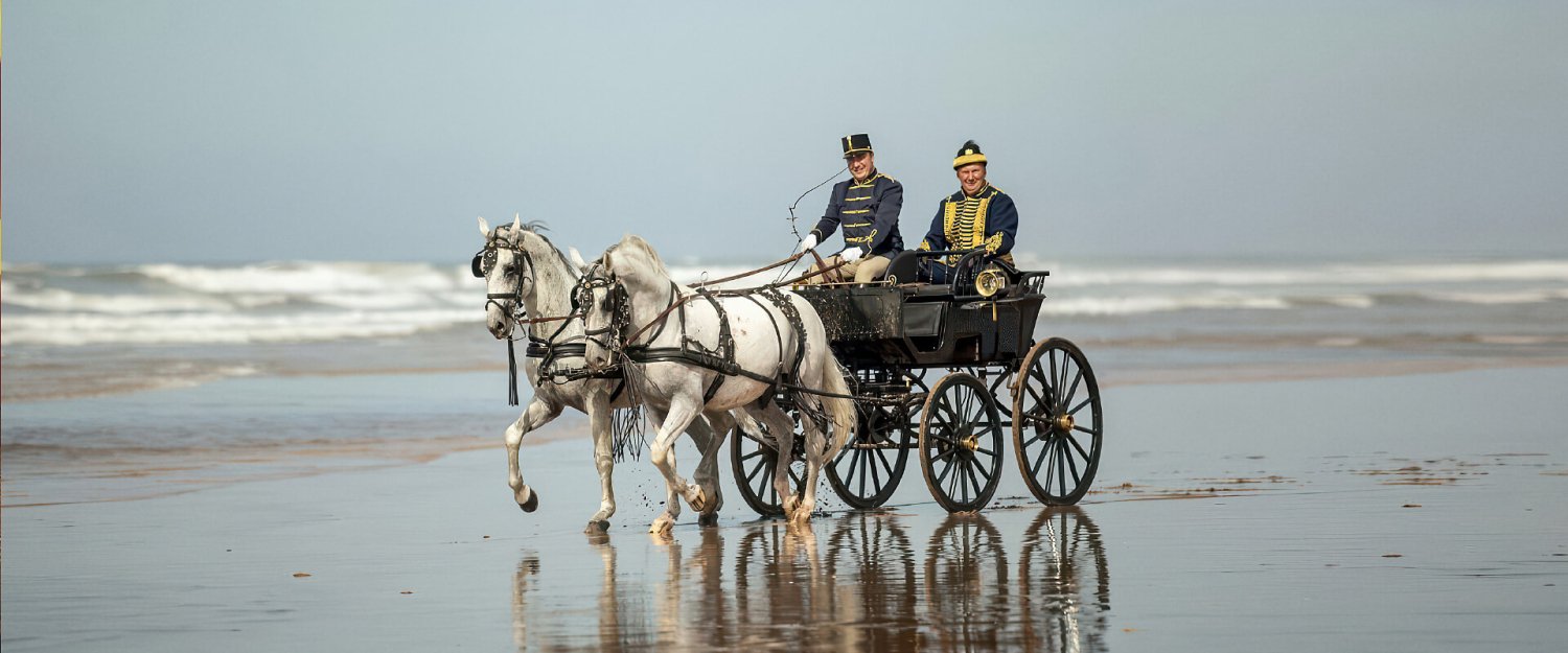 Szilvásvárad lippizzaner horses at the sea