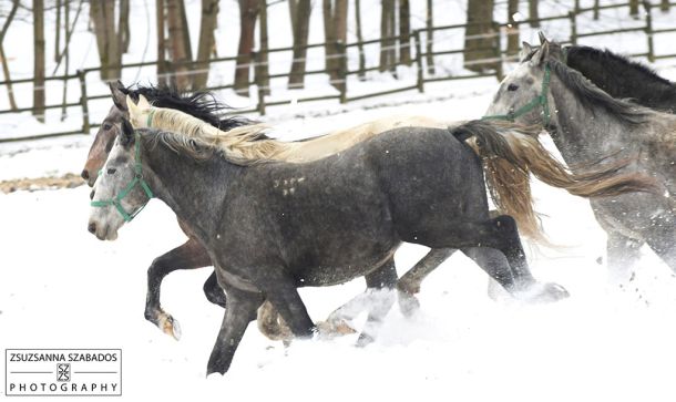 Csipkéskút téli kép lovakkal