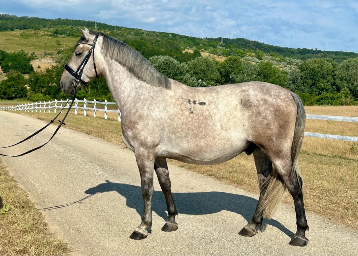 eladó ló rajzolt képe