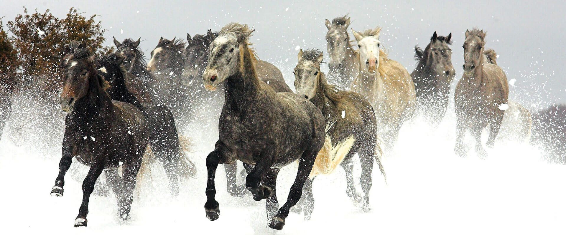 Stallions in the Snow