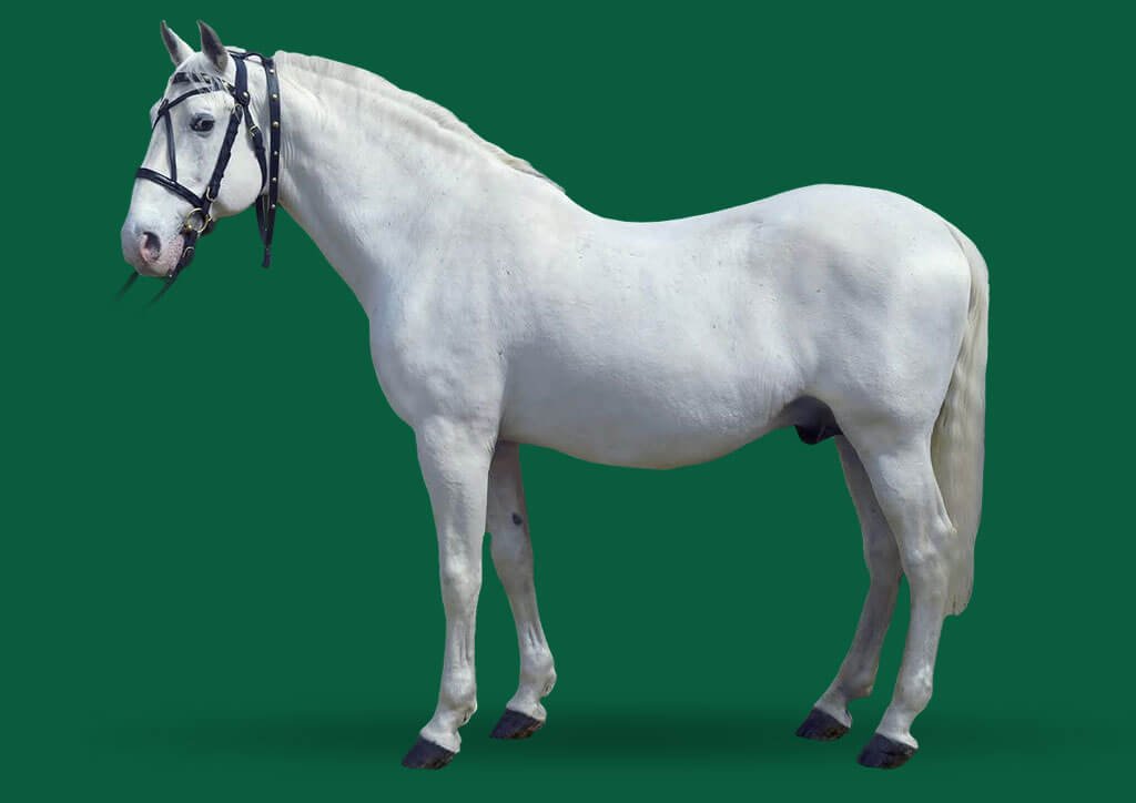 5165 Favory XXVIII-5 (XXXII. tm)