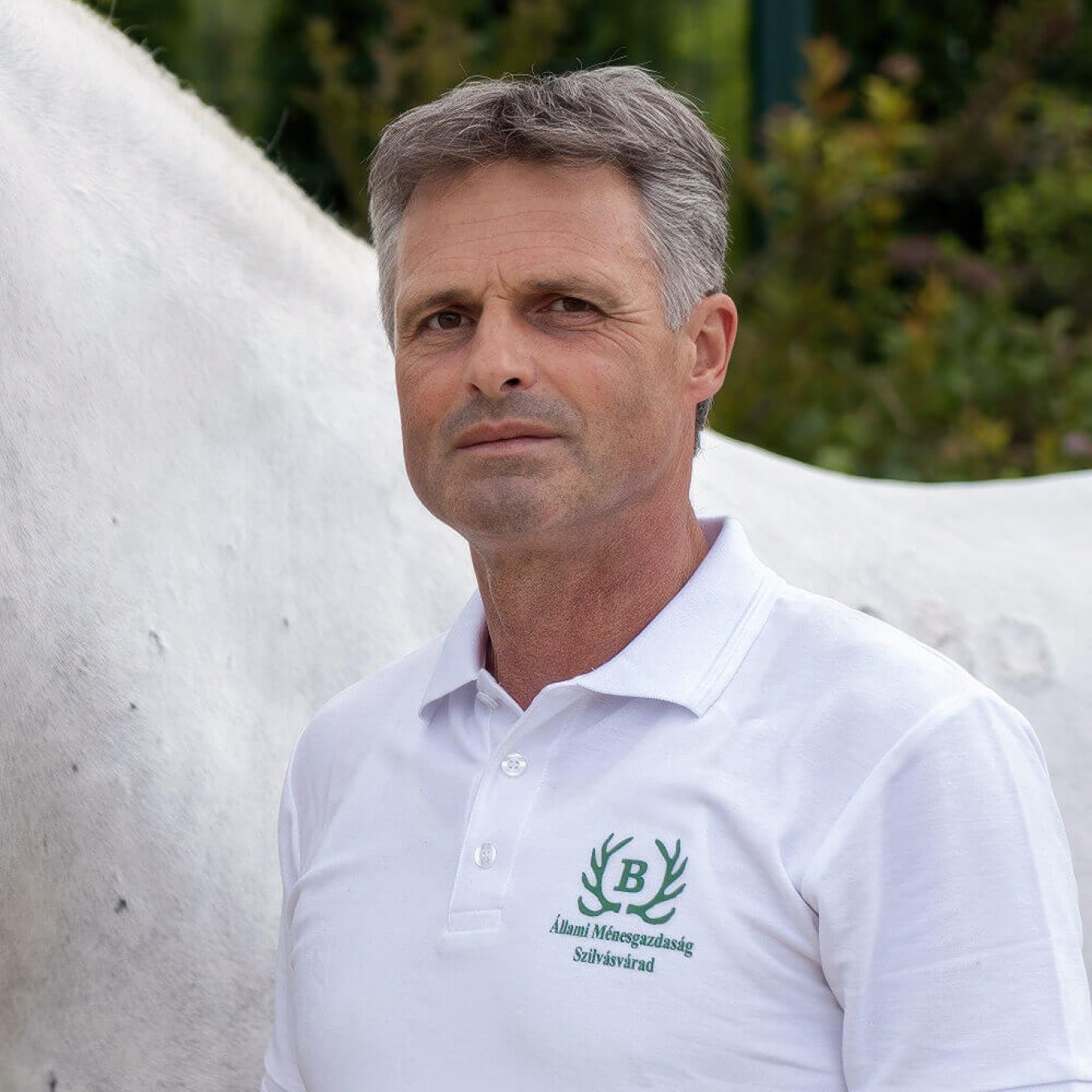 Mikó Tamás - ménesmester