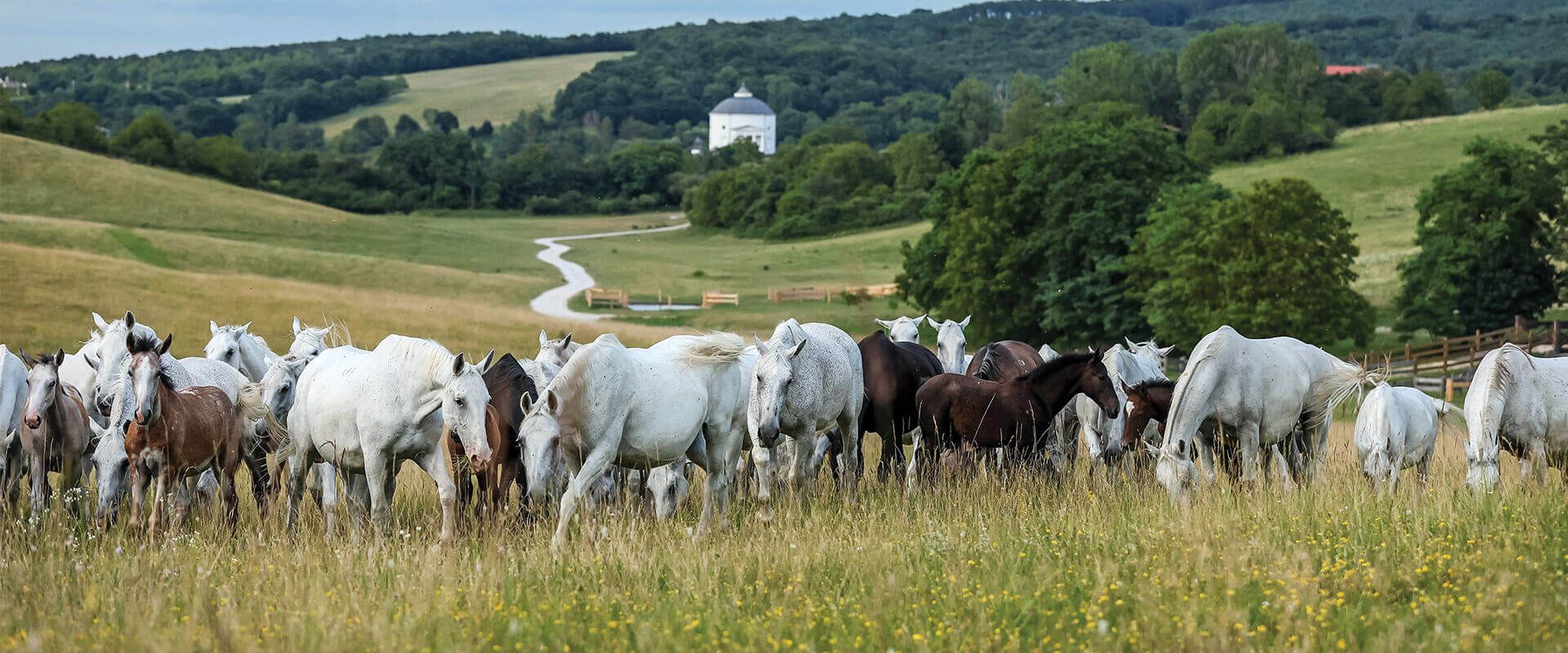 Anyakanca ménes a legelőn