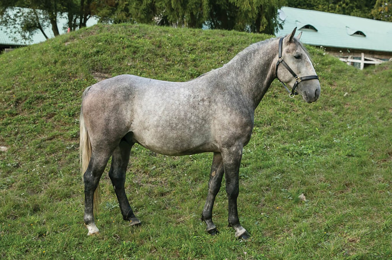 Tulipan IX-2