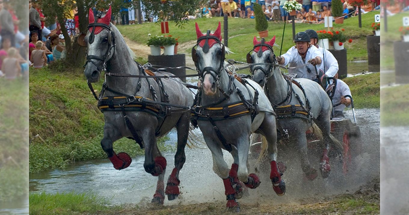 Lipicai lovak vizes akadályon fogatversenyen