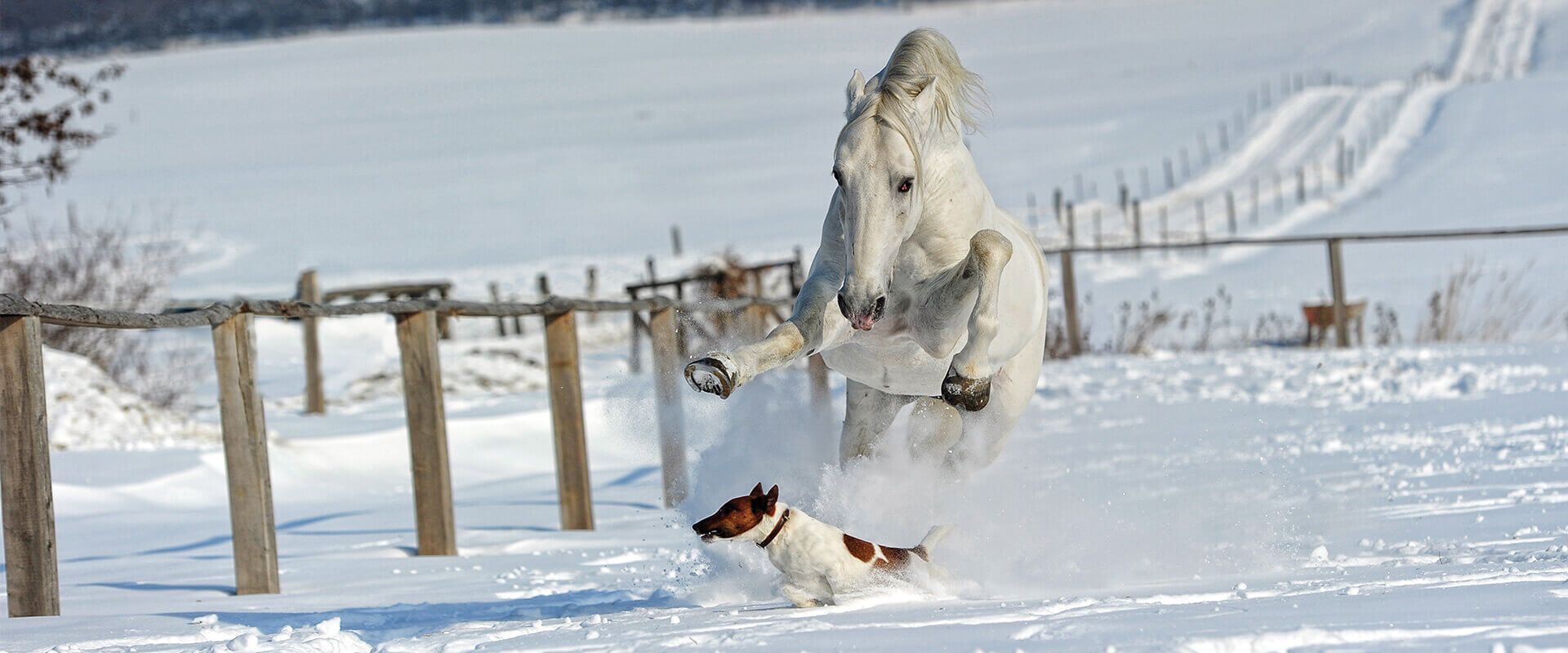 Lipizzaner horse playing in the snow