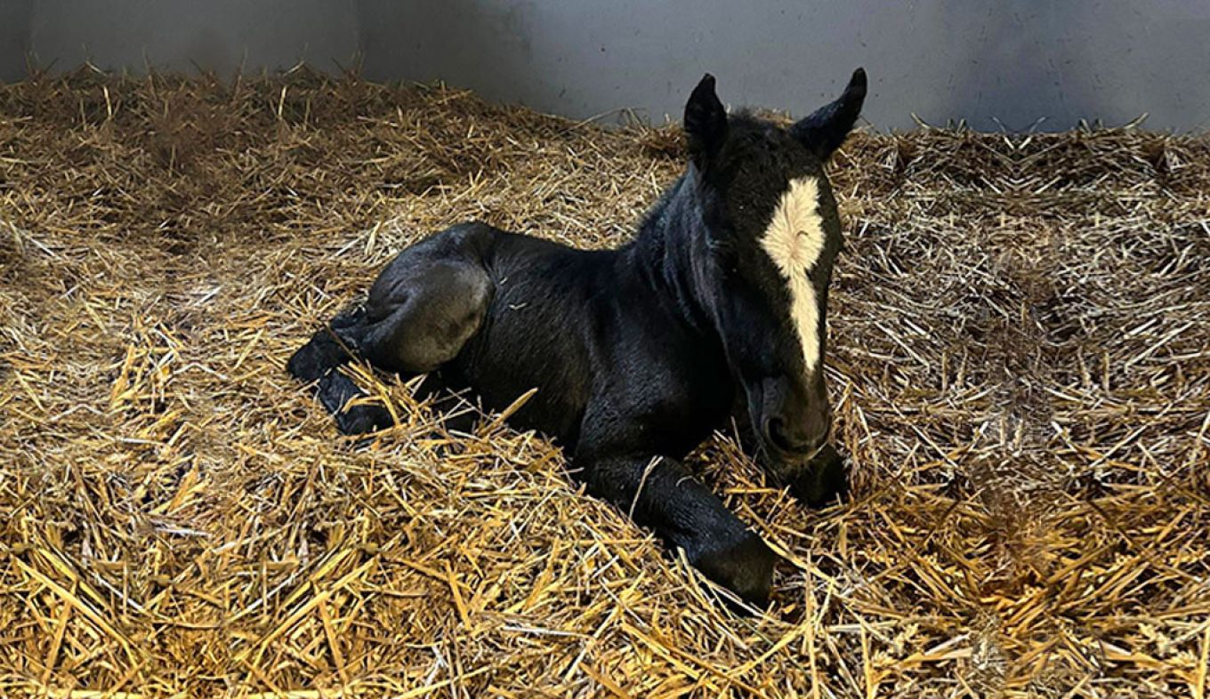 The first black foal of 2024 lies on the straw