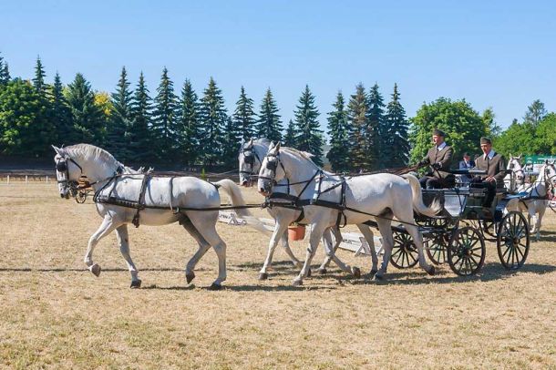 Four-in-hand driving instruction