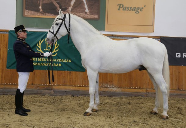 conversano xxviii-37