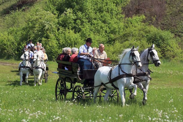 Carriage Visit to the Meadow